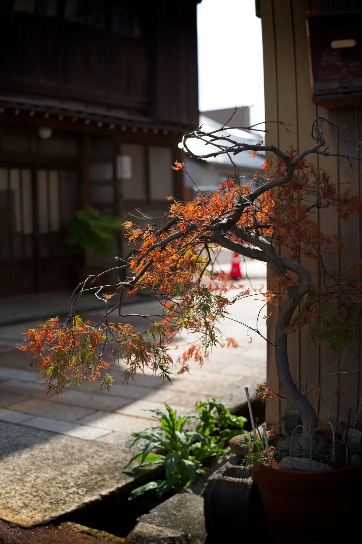 A backlit maple starting to turn against dark eaves.