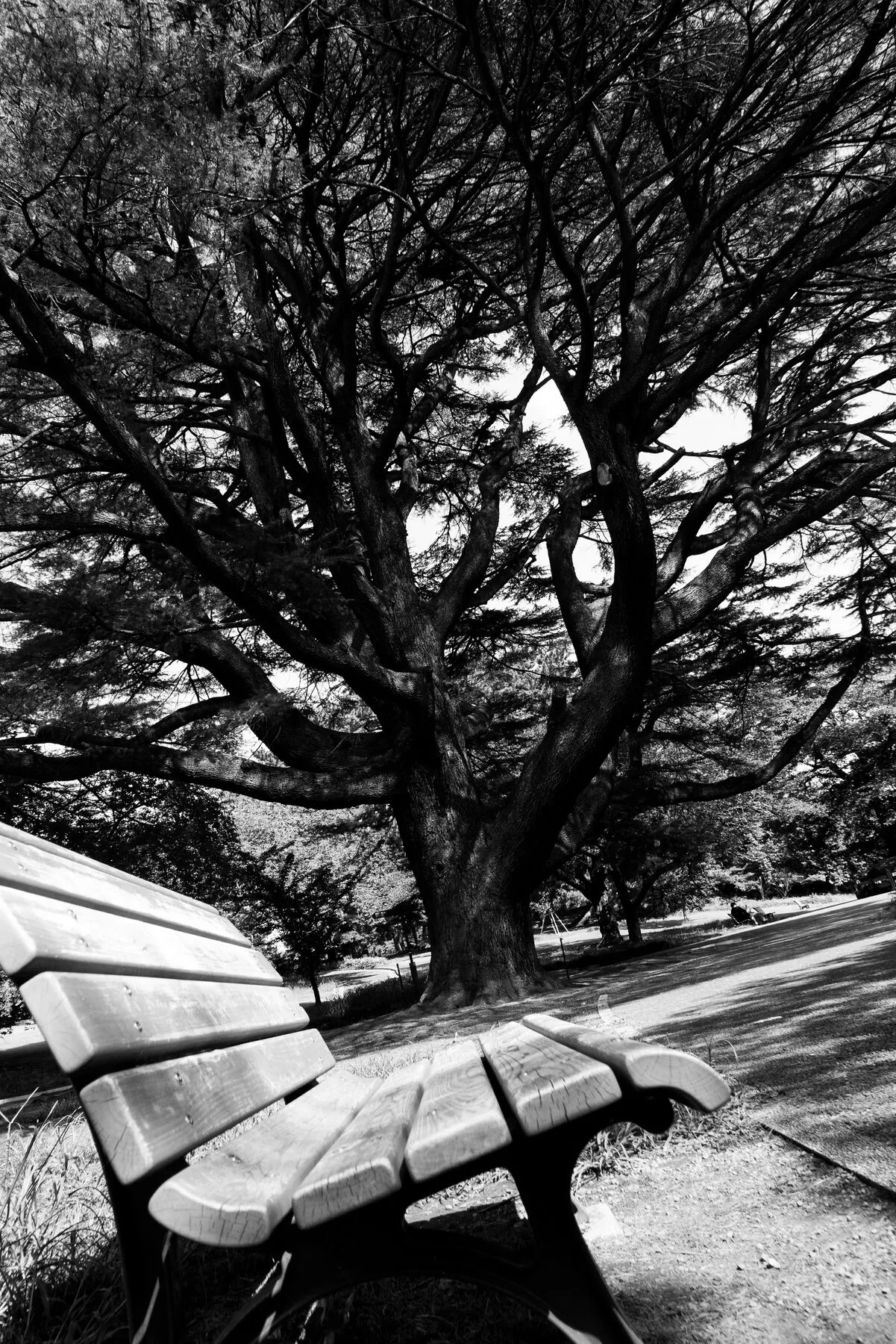 A park bench under a sprawling cedar, printed with punch.