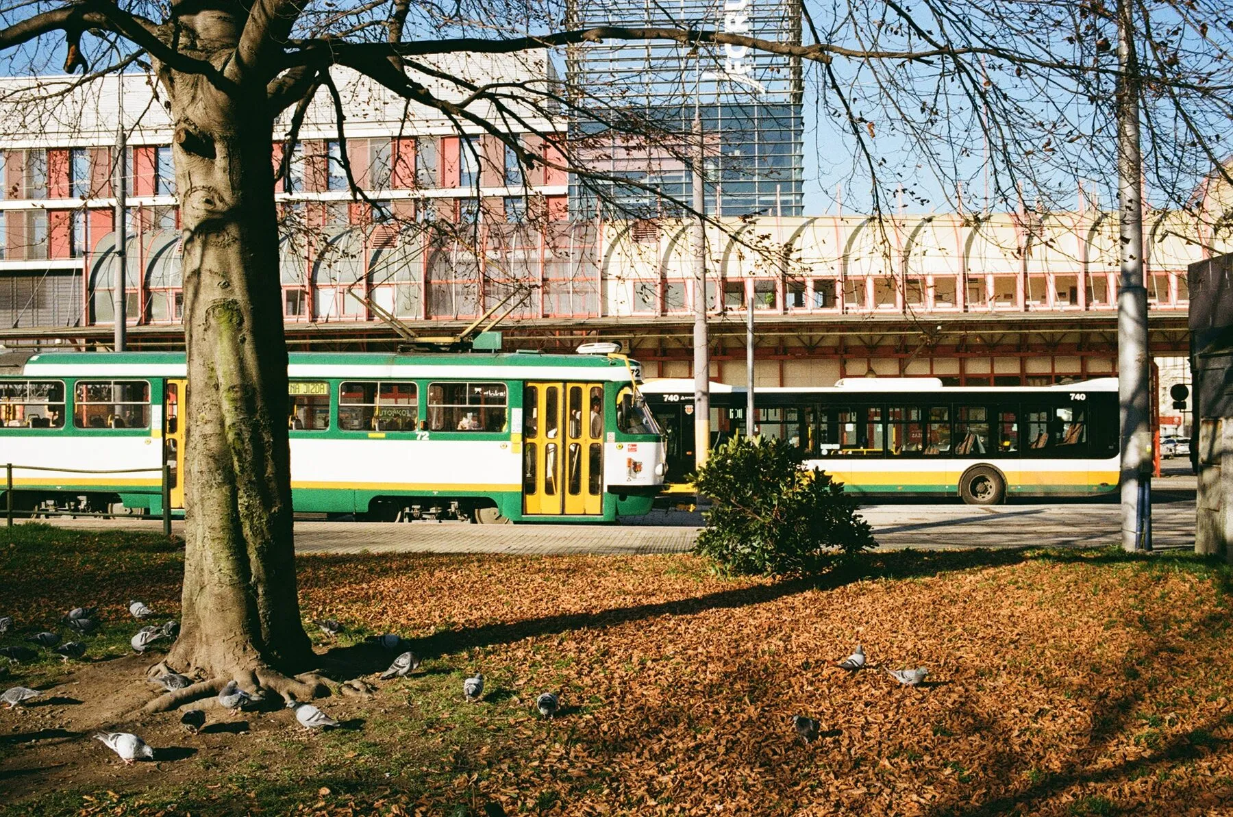 A film frame: green trams, a bare tree, pigeons, low winter light.