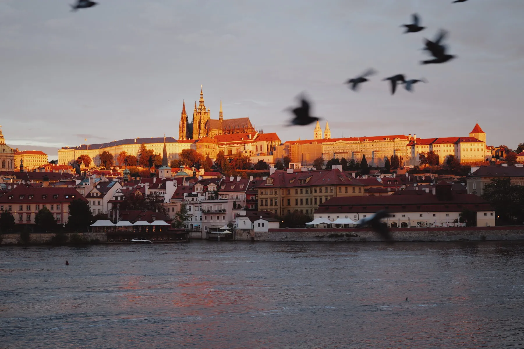 Pigeons blur past the castle glowing in low sun.