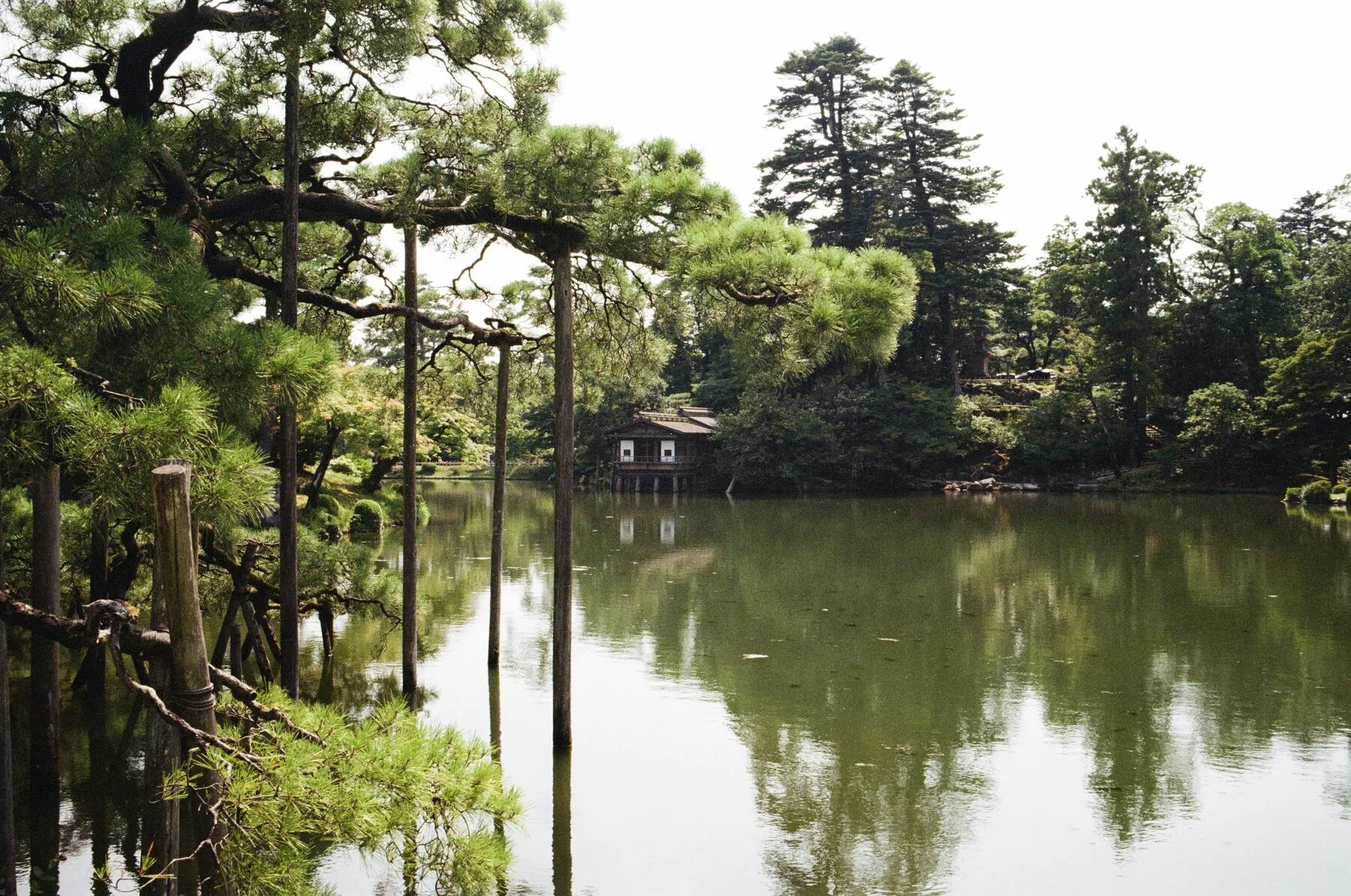 The garden pond and a teahouse, pines on wooden crutches.